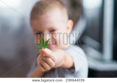 Smiling Kid Child Holding A Hemp Leaf. Concepts Of Using Marihuna For Medicinal Purposes For Childre