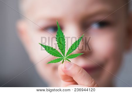 Smiling Kid Child Holding A Hemp Leaf. Concepts Of Using Marihuna For Medicinal Purposes For Childre