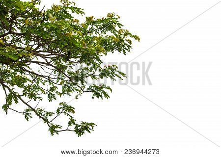 Green Leaf Isolated On White Background. Green Tree Isolated On White Background. Isolated Trees On 