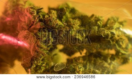 Chemical Elements In Marijuana Buds Cbd Thca Cbn