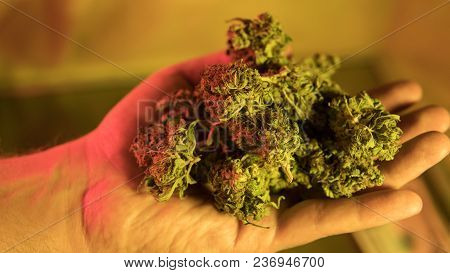 Chemical Elements In Marijuana Buds Cbd Thca Cbn