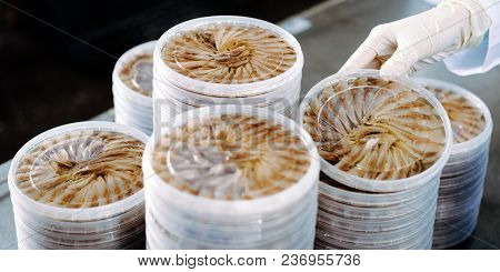 Fish Seafood Factory Industry Production Processing Equipment