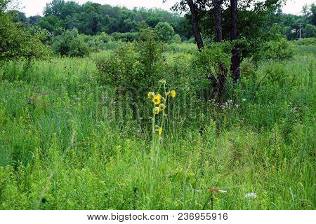 A Compass Plant (silphium Laciniatum) Blooms In The Rock Run Preserve Of The Will County Forest Pres