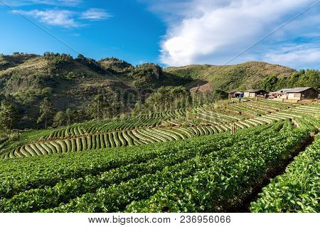 Beautiful Landscape And Fresh Strawberries Farm At Doi Angkang. Chiangmai, Thailand