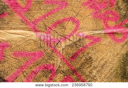 Trunks Of Trees Piled, Close Up. Texture Of Wood