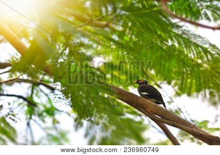 Baby Great Myna Bird Just Flying Practice On The Branch In Morning With Copy Space For Text, Young C
