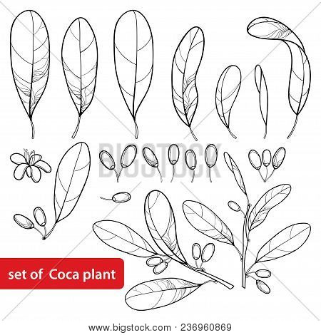 Vector Set Of Outline Cocaine Plant Or Erythroxylum Coca, Bunch, Leaf, Flower And Fruit In Black Iso