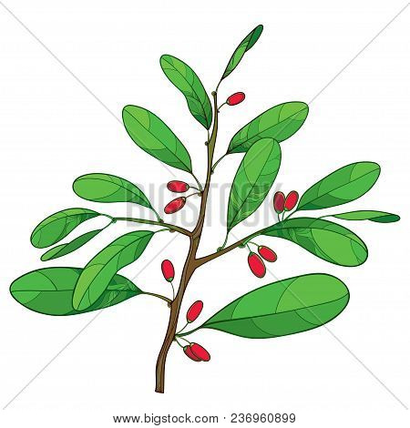 Vector Outline Branch Of Cocaine Plant Or Erythroxylum Coca With Ornate Green Leaf And Red Fruit Iso