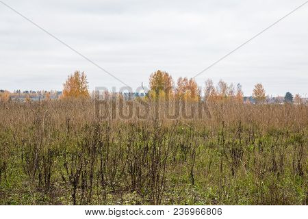 Field And Trees On The Background In An Autumn Day