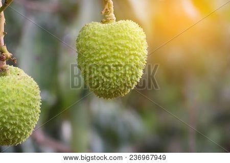Unripe Green Lychee Hanging From A Lychee Tree. Fresh Green Lychee Fruits Grow On Tree.