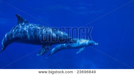 Baby nuoto Delfino con sua madre.
