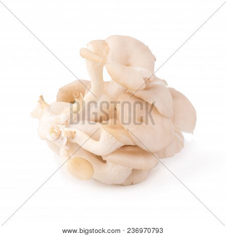 White Panus Polychrous Isolated On A White Background