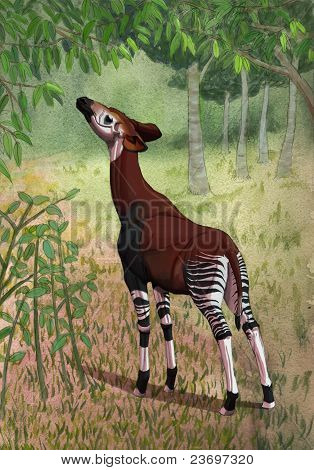 Okapi nella foresta