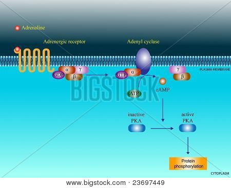 Adrenaline molecular pathway