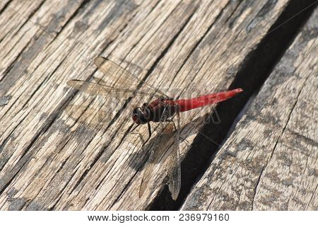The Landing Of Dragonfly  On The Piece Of Wood