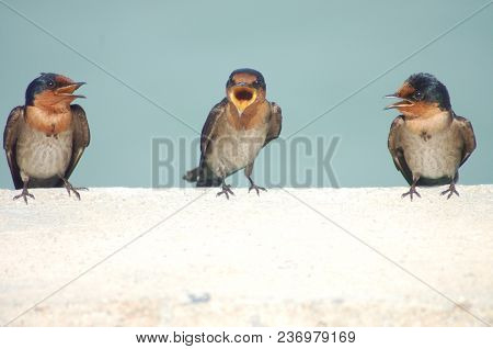 The Three Birds Are Singing On The Wall