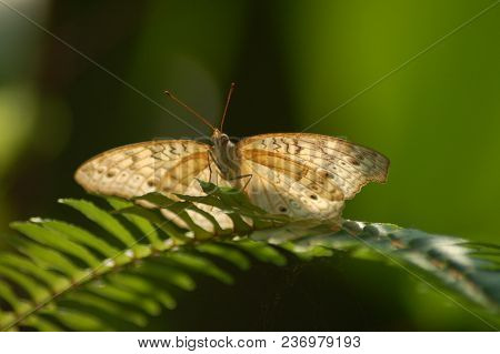 The Butterfly Is Landing On The Branch