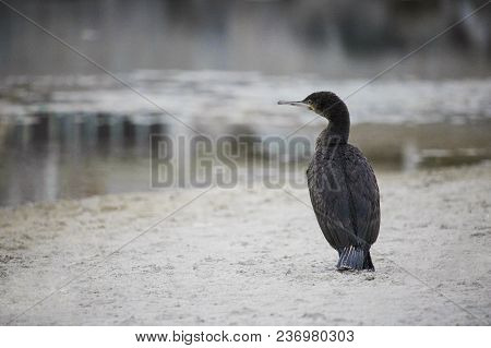 Cape Cormorant Bird By The Waterside On Paarden Eiland Beach At Sunrise
