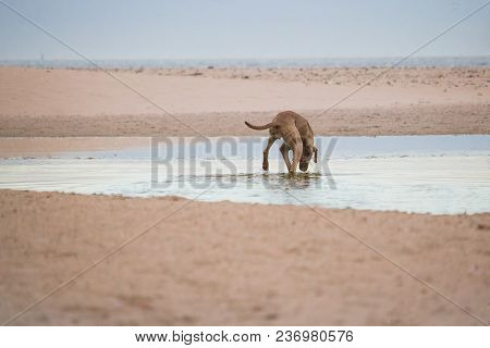 Dog Searching For Something In The Water By The Waterside On Paarden Eiland Beach At Sunrise.