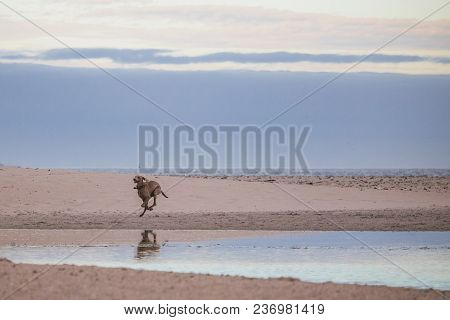 Dog Running By The Waterside On Paarden Eiland Beach At Sunrise.