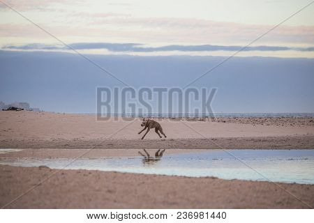 Dog Running By The Waterside On Paarden Eiland Beach At Sunrise.