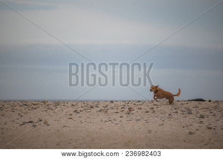 Dog Running By The Waterside On Paarden Eiland Beach At Sunrise.