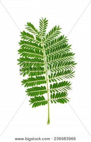 Leucaena Leucocephala Leaf In White Background. Select Focus.