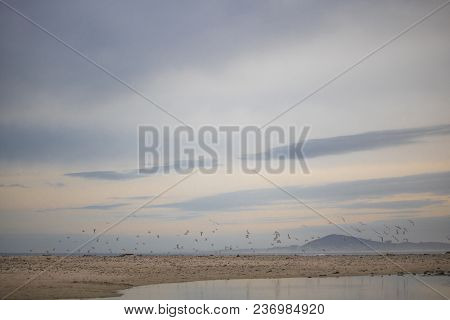 Flock On Birds In Mid Flight On Paarden Eiland Beach At Sunrise.