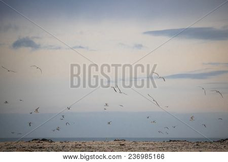 Flock On Birds In Mid Flight On Paarden Eiland Beach At Sunrise.