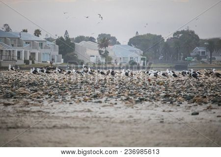 Flock On Birds Waking Up On Paarden Eiland Beach At Sunrise With Houses In The Background.