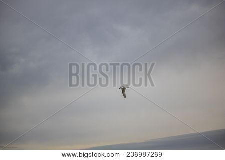 Greater Crested Tern Bird In Mid Flight By The Waterside On Paarden Eiland Beach At Sunrise.