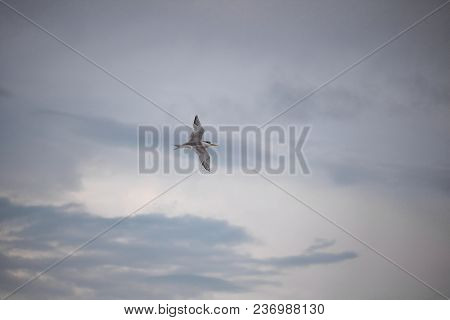 Greater Crested Tern Bird In Mid Flight By The Waterside On Paarden Eiland Beach At Sunrise.