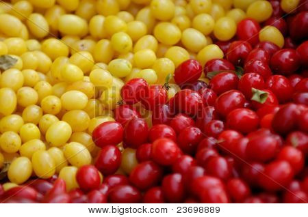 สีเหลือง และสีแดงเชอร์รี่ Cornelian -ผลไม้ Cornel ยุโรป - Cornus มาสพันธุ์ต้นดอกวูด ยุโรปตะวันออก