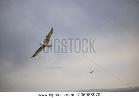 Greater Crested Tern Bird In Mid Flight By The Waterside On Paarden Eiland Beach At Sunrise.