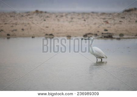 Little Egret Bird By The Waterside Searching For Food On Paarden Eiland Beach At Sunrise.