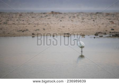 Little Egret Bird By The Waterside Searching For Food On Paarden Eiland Beach At Sunrise.