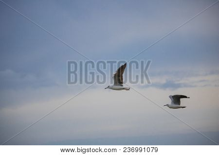 Seagulls In Mid Flight By The Waterside On Paarden Eiland Beach At Sunrise.