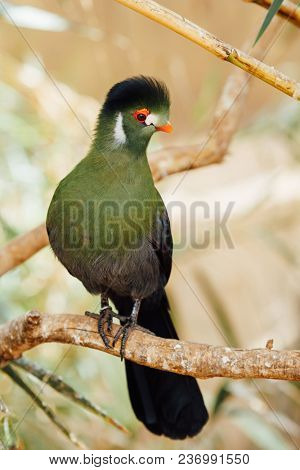 green turaco bird, closeup view