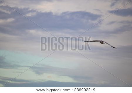 Seagulls In Mid Flight By The Waterside On Paarden Eiland Beach At Sunrise.