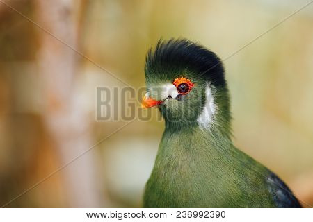green turaco bird, closeup view