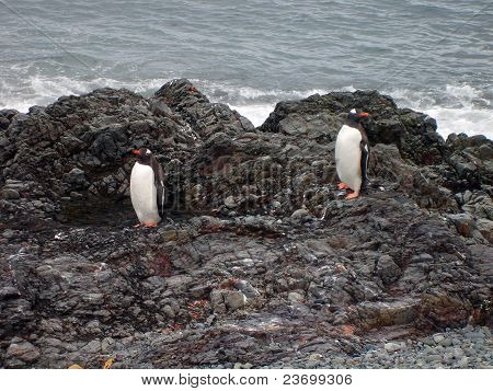 Pinguini