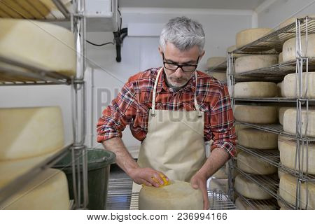 Cheese maker checking production in cheese cellar