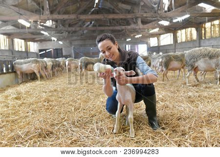 Breeder woman feeding lamb with baby bottle