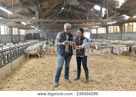 Sheep breeder with veterinary in shed using digital tablet