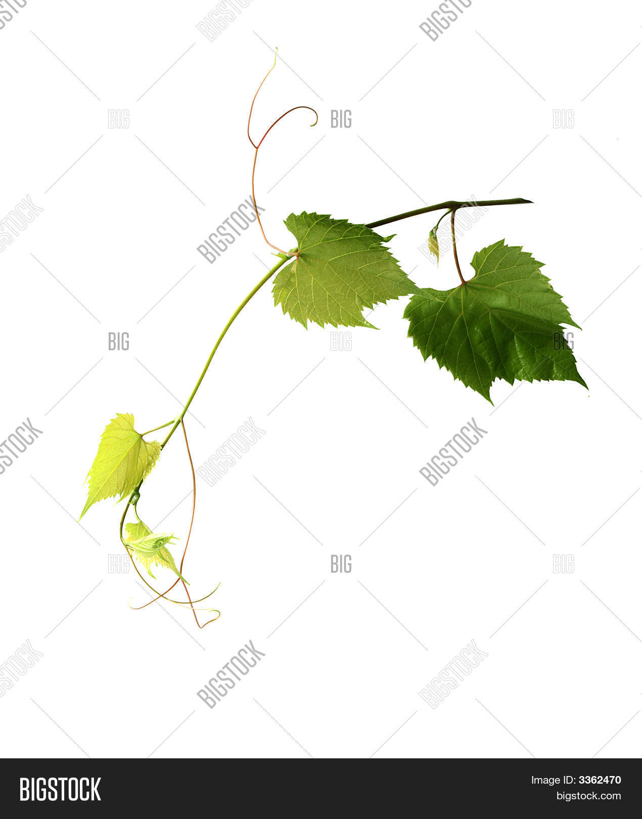 Image Preview