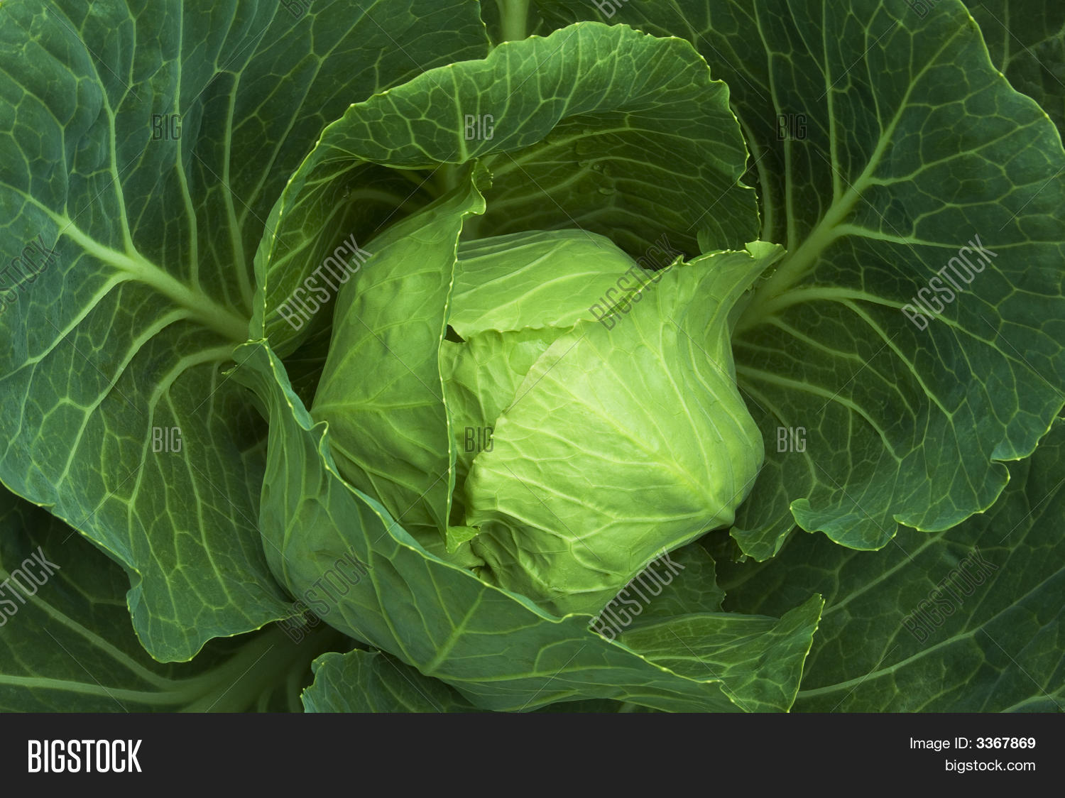 Image Preview