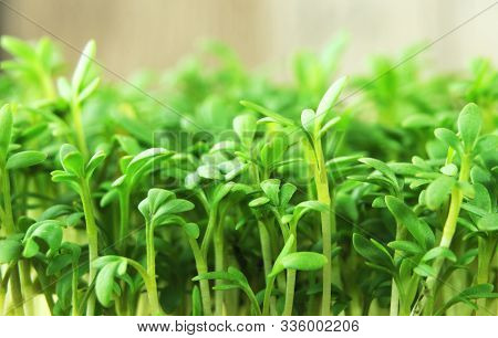 Tiny Leaves Of Lepidum Sativum Or Garden Cress, A Spicy Herb And Salad Ingredient