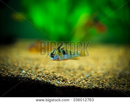 Ram Cichlid (mikrogeophagus Ramirezi) In A Fish Tank