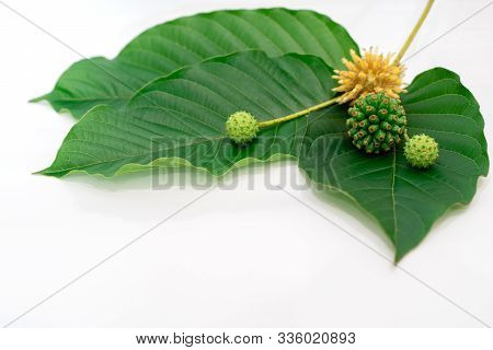 Mitragyna Speciosa Korth (kratom) Is Drug From Plant. It Is A Medicinal Plant And Is Addictive.