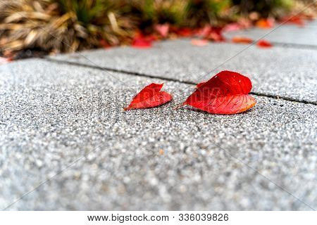 Two Red Leaves Lay O The Concrete Floor. The Bigger One Is In Focus, While The Second Leaf Goes Slig